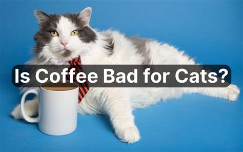 cats and caffeine photos|cats and caffeine.